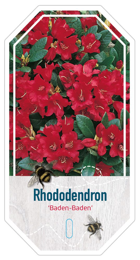 Rhododendron Baden Baden