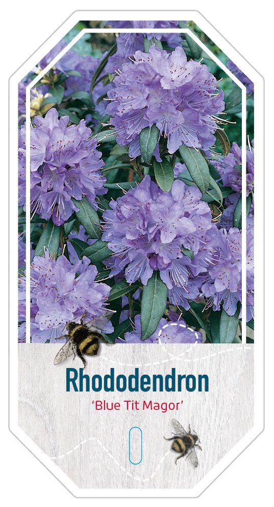 Rhododendron Blue tit Magor