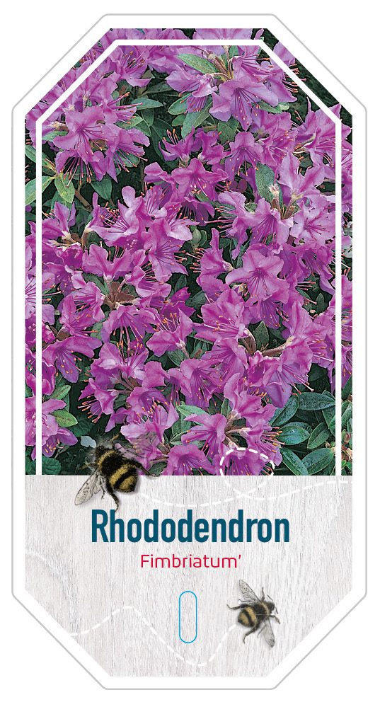 Rhododendron Fimbriatum