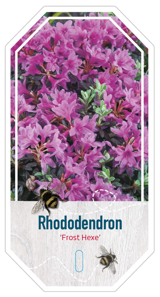 Rhododendron Frost Hexe