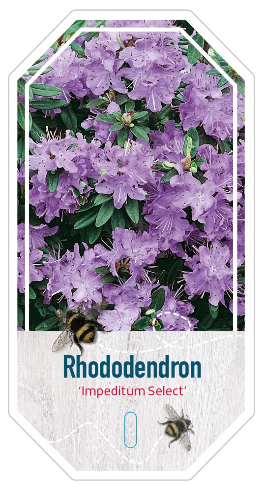 Rhododendron Impeditum Select