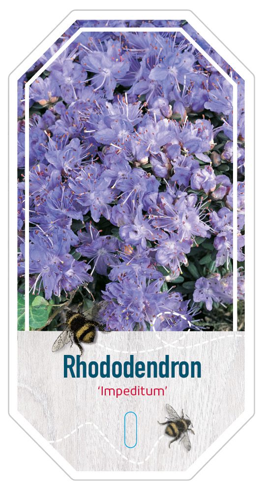 Rhododendron Impeditum