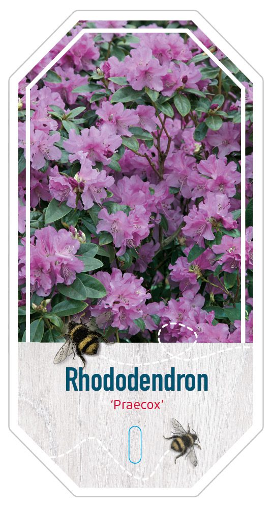 Rhododendron Preacox