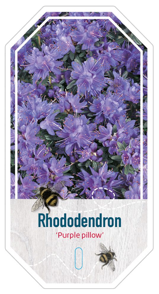 Rhododendron Purple Pillow