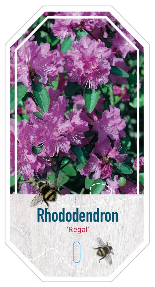 Rhododendron Regal