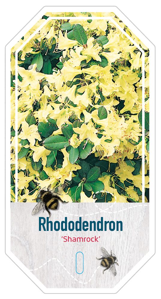 Rhododendron Shamrock