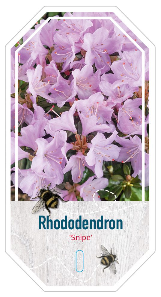 Rhododendron Snipe