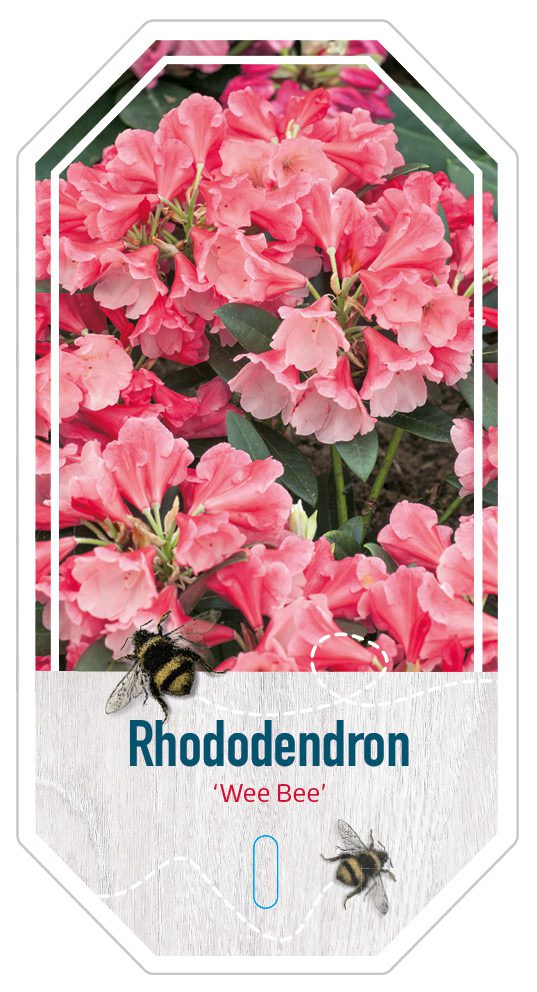 Rhododendron Wee Bee