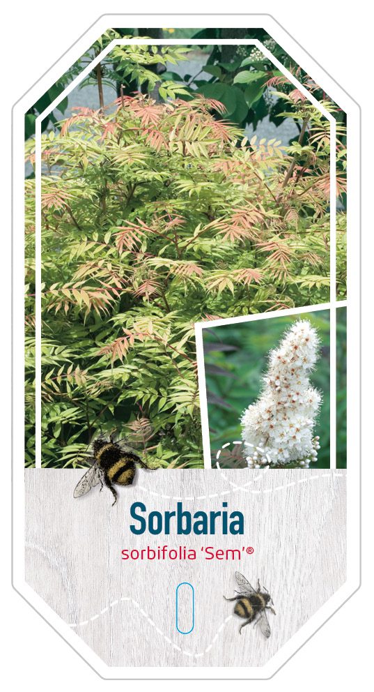 Sorbaria Sorbifolia Sem