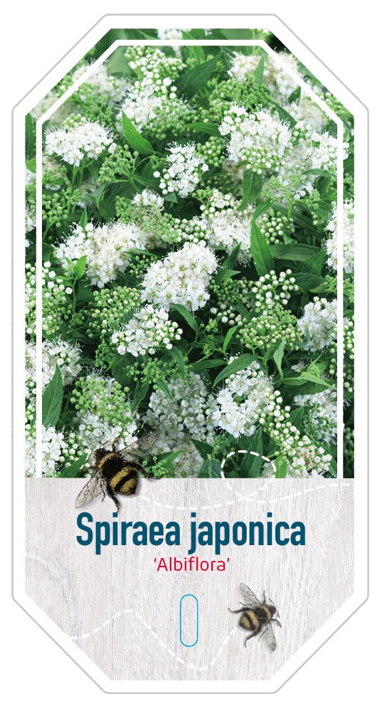 Spirea Japonica Albiflora