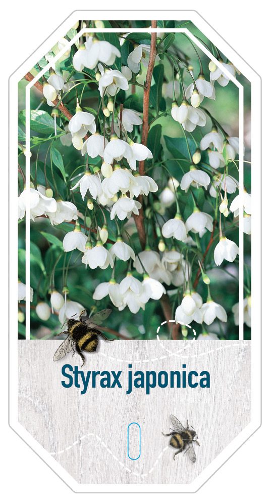 Styrax Japonica