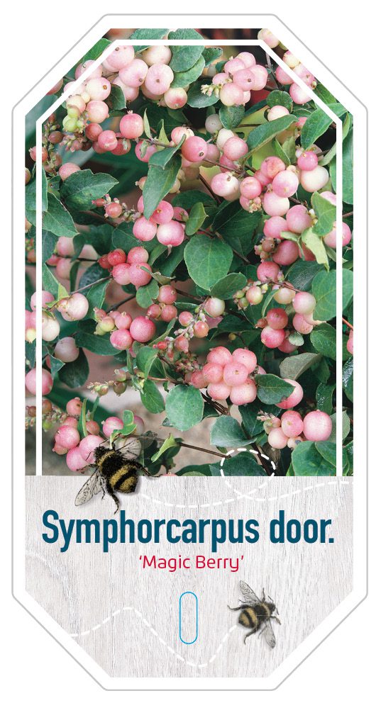 Symphorcarpus Magic berry