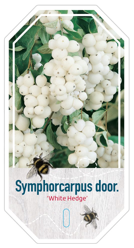 Symphorcarpus White Hedge