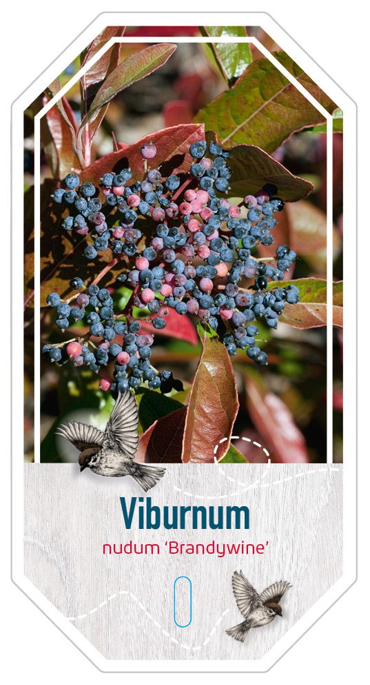 Viburnum Nudurm Brandywine