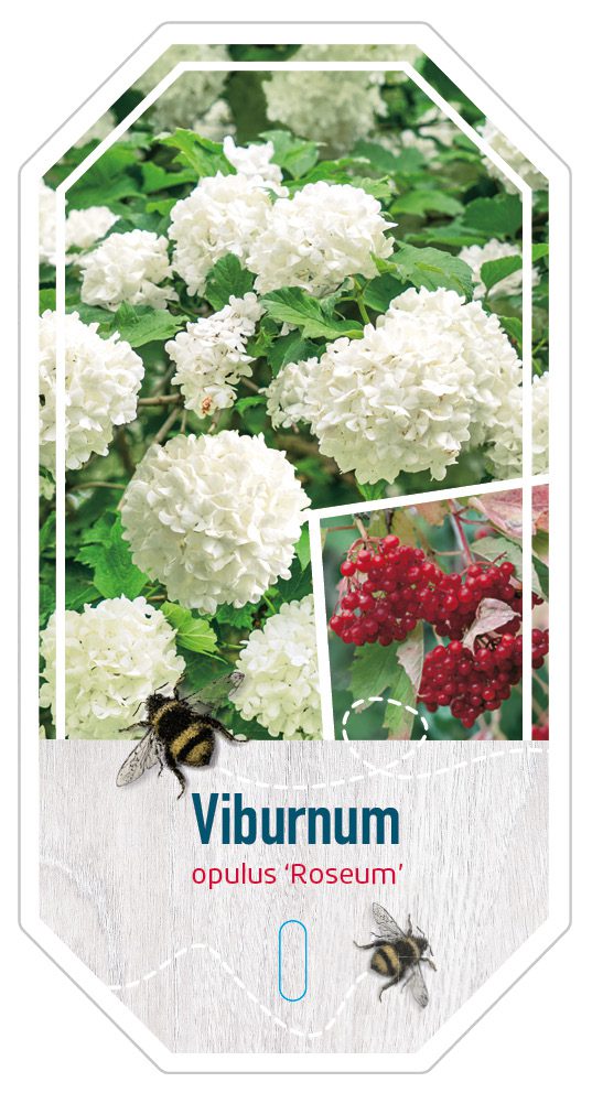 Viburnum Opulus Roseum