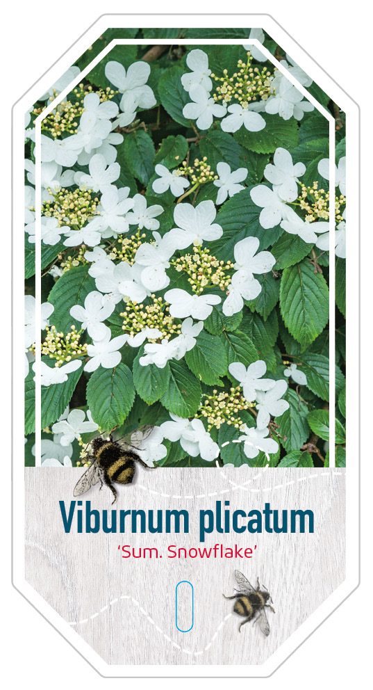 Viburnum Plicatum Sum. Snowflake