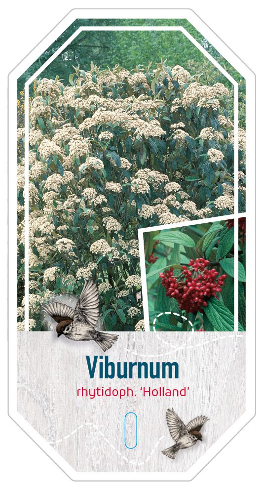 Viburnum Rhytidoph Holland