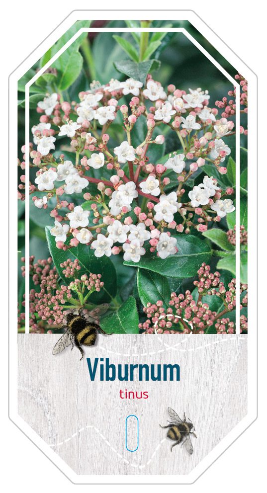 Viburnum TInus