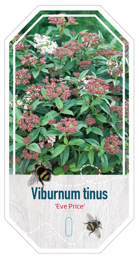 Viburnum Tinus Eve Price