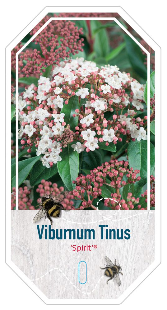Viburnum Tinus Spirit