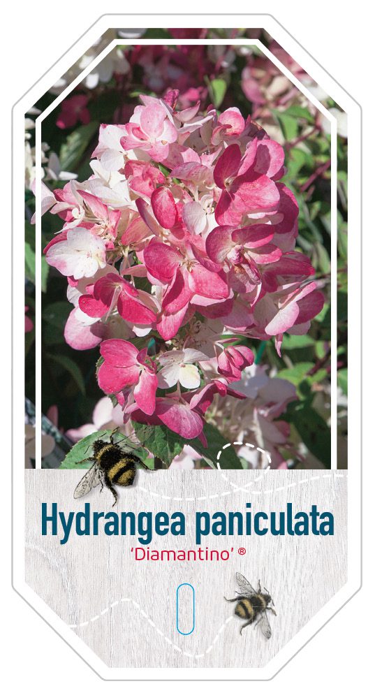 hydrangea Paniculata Diamantino