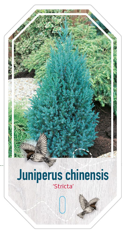 juniperus Chinensis Stricta