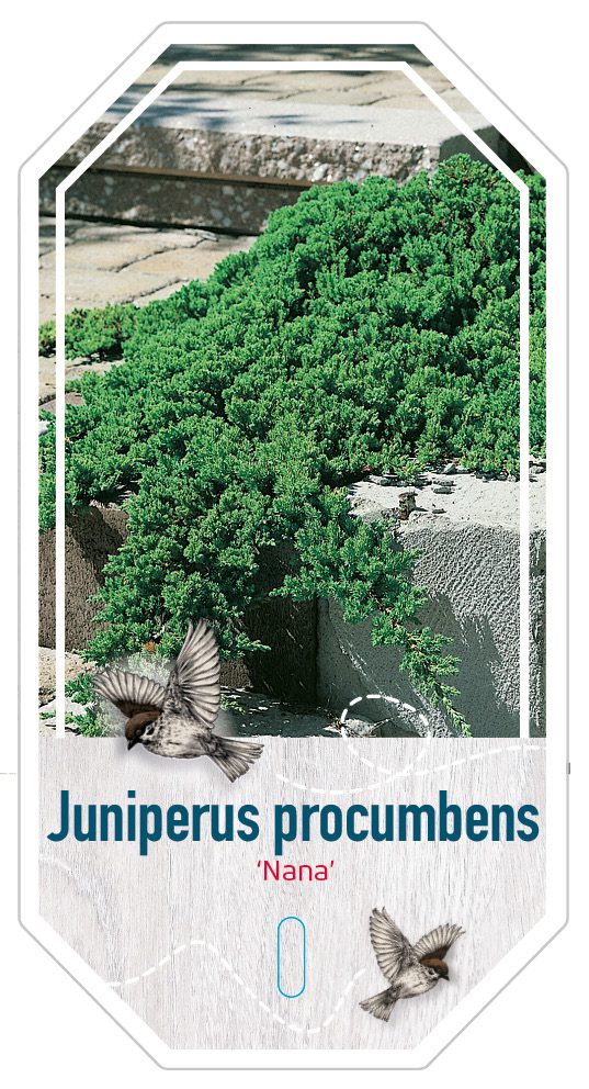 juniperus Procumbens Nana